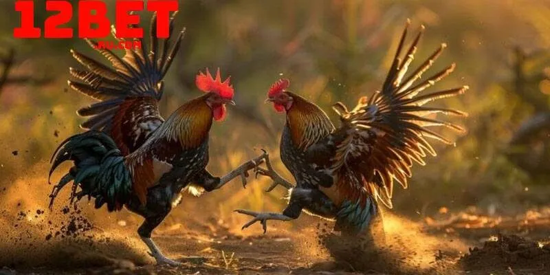 Đá gà Thomo tại 12BET: Sân chơi hợp pháp, minh bạch 4 thần thái gà chiến trước khi chọn